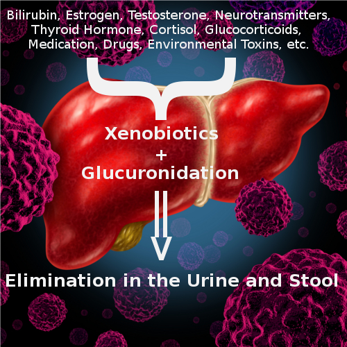 Glucuronidation is a phase-two liver detoxification pathway